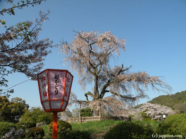 2009-kyoto-sakura-3945