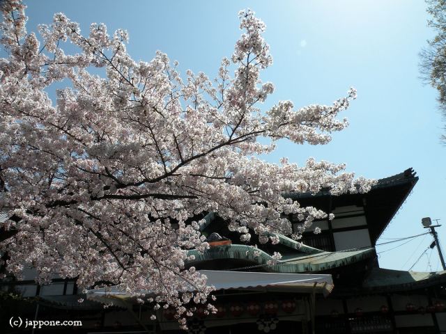 2009-kyoto-sakura-3950