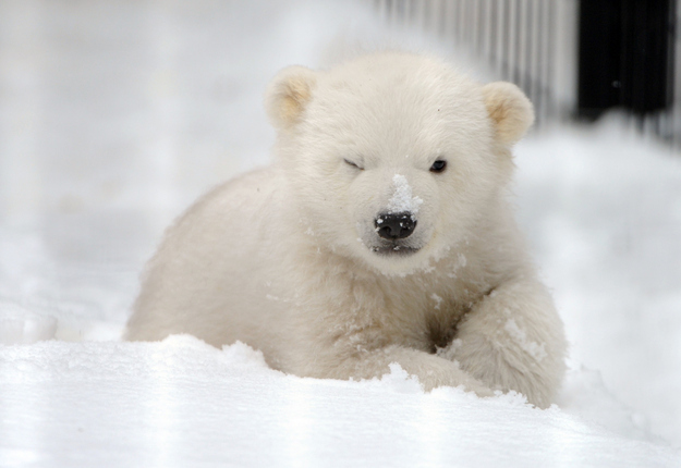 Baby Polar Bear