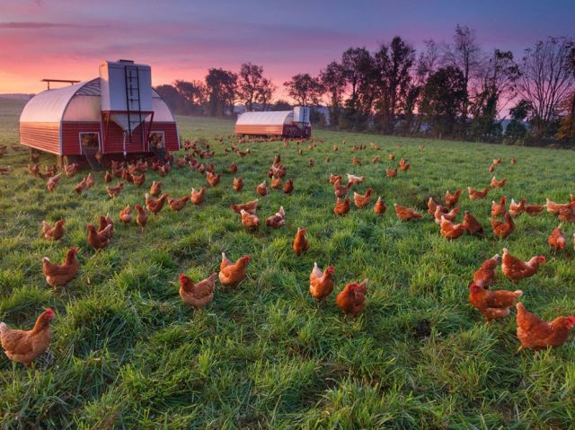 chicken-farm-essick_66070_990x742