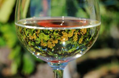 1367505514-bicchiere-fav-grappoli