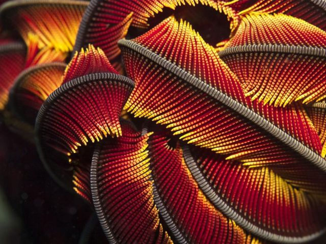 crinoidia-new-caledonia_67088_990x742