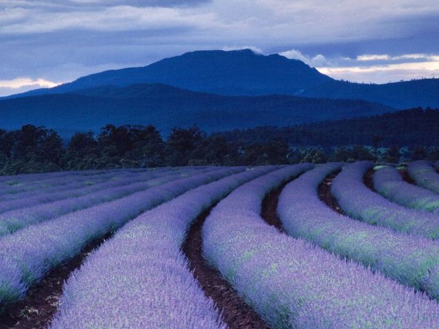 purple-fields-ludwig_1490_990x742