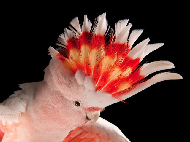 pink-cockatoo-china-sartore_72062_990x742