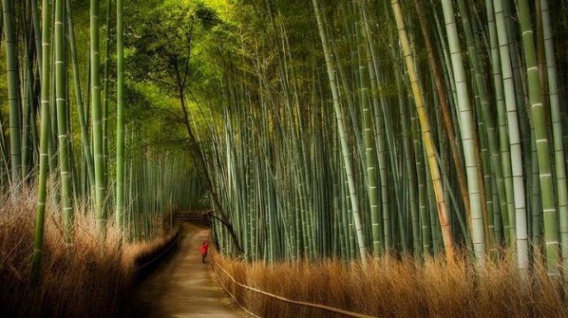 sagano-bamboo-forest-3-resize22-670x376