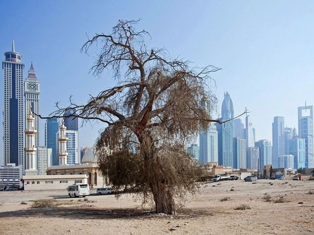 tree-nature-urban-dubai_81127_990x742